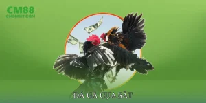 Đá Gà Cựa Sắt