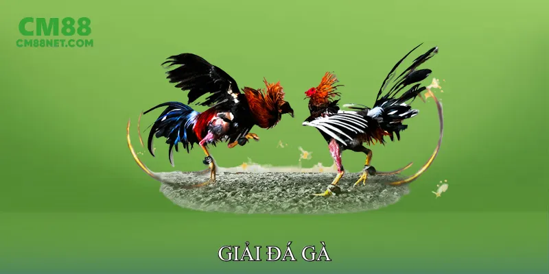 Giải Đá Gà Cập Nhật Lịch Thi Đấu Và Kết Quả Mới Nhất Giải đá gà