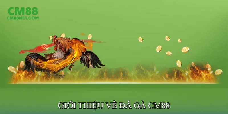 Giới Thiệu Về Đá Gà CM88