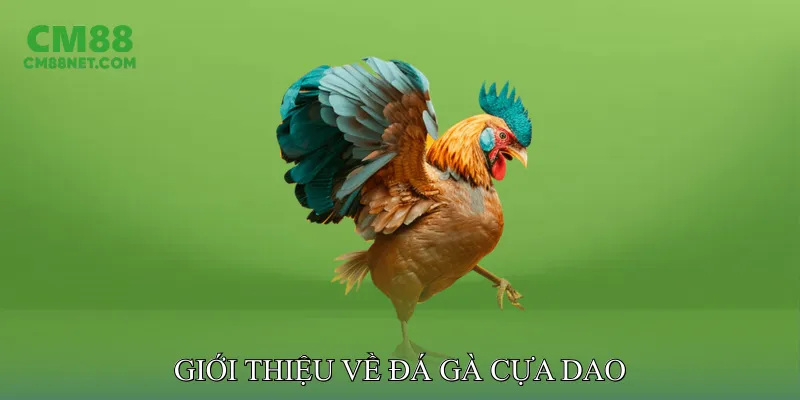 Đá Gà Cựa Dao Bí Quyết Huấn Luyện Chiến Kê Chuẩn Xác Giới Thiệu Về Đá Gà Cựa Dao