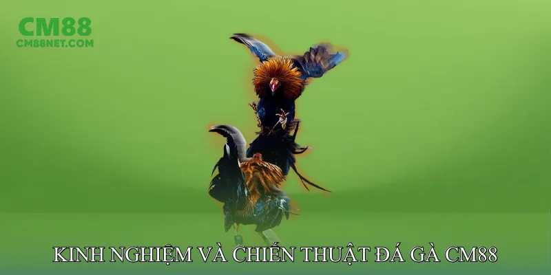 Kinh Nghiệm và Chiến Thuật Đá Gà CM88