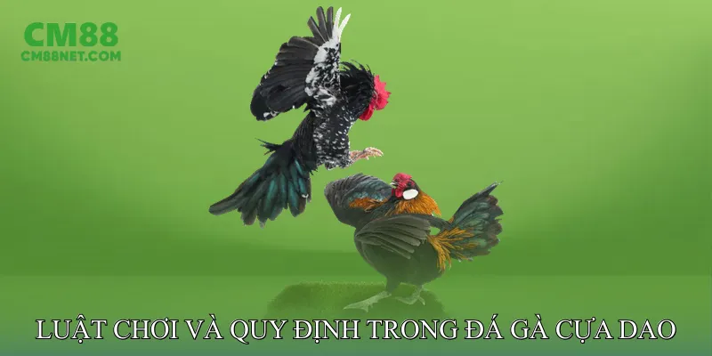 Đá Gà Cựa Dao Bí Quyết Huấn Luyện Chiến Kê Chuẩn Xác Luật Chơi Và Quy Định Cơ Bản Trong Đá Gà Cựa Dao