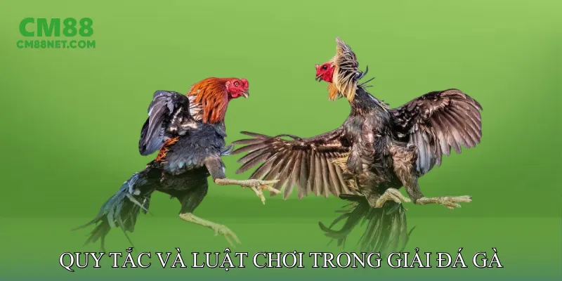 Quy Tắc Và Luật Chơi Trong Giải Đá Gà